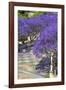 Blossoming Jacaranda Trees-Neil Farrin-Framed Photographic Print