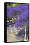 Blossoming Jacaranda Trees-Neil Farrin-Framed Stretched Canvas