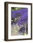 Blossoming Jacaranda Trees-Neil Farrin-Framed Photographic Print