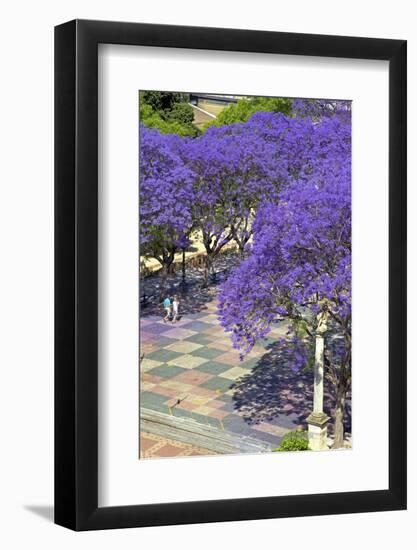 Blossoming Jacaranda Trees-Neil Farrin-Framed Photographic Print