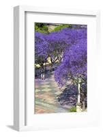 Blossoming Jacaranda Trees-Neil Farrin-Framed Photographic Print