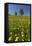 Blossoming Meadow, Spring, Tree, Blue Sky, Dandelion-Jurgen Ulmer-Framed Stretched Canvas