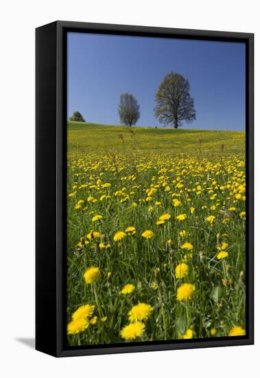 Blossoming Meadow, Spring, Tree, Blue Sky, Dandelion-Jurgen Ulmer-Framed Stretched Canvas