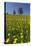 Blossoming Meadow, Spring, Tree, Blue Sky, Dandelion-Jurgen Ulmer-Stretched Canvas