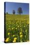 Blossoming Meadow, Spring, Tree, Blue Sky, Dandelion-Jurgen Ulmer-Stretched Canvas