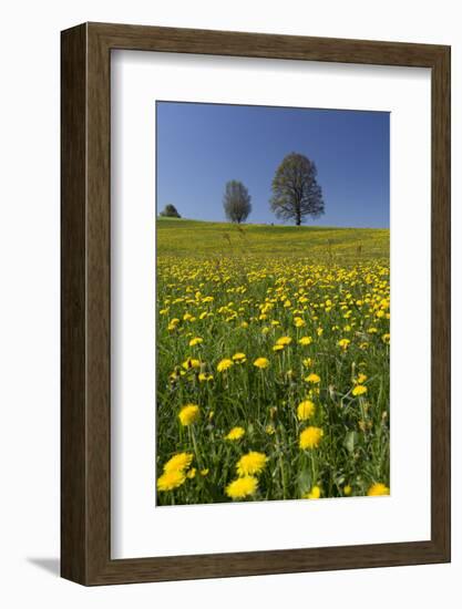 Blossoming Meadow, Spring, Tree, Blue Sky, Dandelion-Jurgen Ulmer-Framed Photographic Print