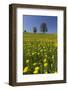 Blossoming Meadow, Spring, Tree, Blue Sky, Dandelion-Jurgen Ulmer-Framed Photographic Print