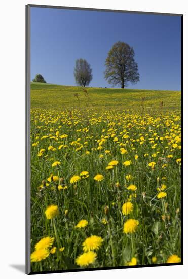 Blossoming Meadow, Spring, Tree, Blue Sky, Dandelion-Jurgen Ulmer-Mounted Photographic Print