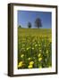 Blossoming Meadow, Spring, Tree, Blue Sky, Dandelion-Jurgen Ulmer-Framed Photographic Print