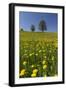 Blossoming Meadow, Spring, Tree, Blue Sky, Dandelion-Jurgen Ulmer-Framed Photographic Print