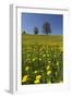 Blossoming Meadow, Spring, Tree, Blue Sky, Dandelion-Jurgen Ulmer-Framed Photographic Print