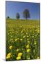 Blossoming Meadow, Spring, Tree, Blue Sky, Dandelion-Jurgen Ulmer-Mounted Photographic Print