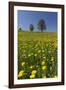 Blossoming Meadow, Spring, Tree, Blue Sky, Dandelion-Jurgen Ulmer-Framed Photographic Print