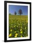 Blossoming Meadow, Spring, Tree, Blue Sky, Dandelion-Jurgen Ulmer-Framed Photographic Print