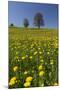 Blossoming Meadow, Spring, Tree, Blue Sky, Dandelion-Jurgen Ulmer-Mounted Photographic Print