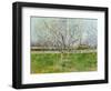 Blossoming Orchard, 1888-Vincent van Gogh-Framed Giclee Print