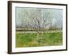 Blossoming Orchard, 1888-Vincent van Gogh-Framed Giclee Print