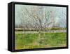 Blossoming Orchard, 1888-Vincent van Gogh-Framed Stretched Canvas