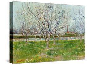 Blossoming Orchard, 1888-Vincent van Gogh-Stretched Canvas