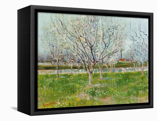 Blossoming Orchard, 1888-Vincent van Gogh-Framed Stretched Canvas