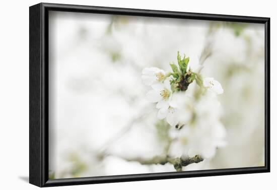 Blossoming ornamental cherry tree in the spring-Nadja Jacke-Framed Photographic Print