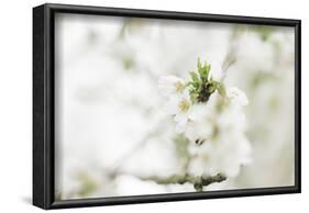 Blossoming ornamental cherry tree in the spring-Nadja Jacke-Framed Photographic Print