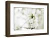 Blossoming ornamental cherry tree in the spring-Nadja Jacke-Framed Photographic Print