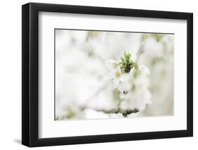 Blossoming ornamental cherry tree in the spring-Nadja Jacke-Framed Photographic Print