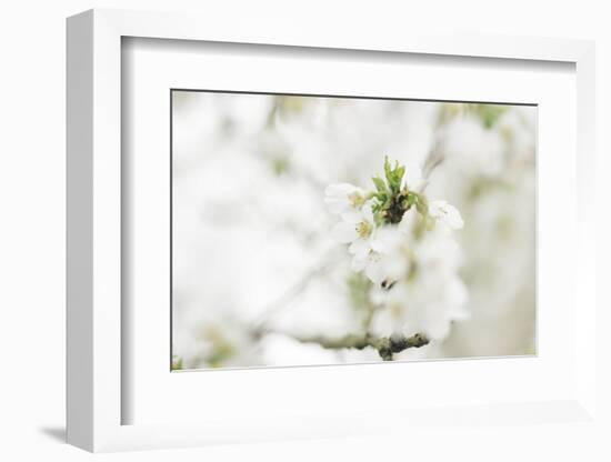 Blossoming ornamental cherry tree in the spring-Nadja Jacke-Framed Photographic Print