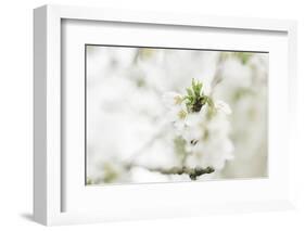 Blossoming ornamental cherry tree in the spring-Nadja Jacke-Framed Photographic Print