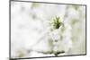 Blossoming ornamental cherry tree in the spring-Nadja Jacke-Mounted Photographic Print