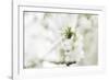 Blossoming ornamental cherry tree in the spring-Nadja Jacke-Framed Photographic Print