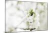 Blossoming ornamental cherry tree in the spring-Nadja Jacke-Mounted Photographic Print