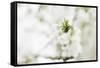 Blossoming ornamental cherry tree in the spring-Nadja Jacke-Framed Stretched Canvas