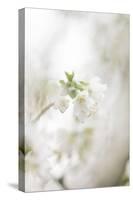 Blossoming ornamental cherry tree in the spring-Nadja Jacke-Stretched Canvas
