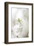 Blossoming ornamental cherry tree in the spring-Nadja Jacke-Framed Photographic Print