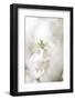 Blossoming ornamental cherry tree in the spring-Nadja Jacke-Framed Photographic Print