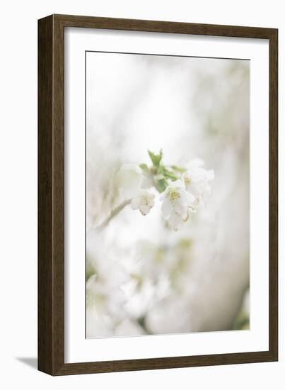 Blossoming ornamental cherry tree in the spring-Nadja Jacke-Framed Photographic Print