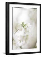 Blossoming ornamental cherry tree in the spring-Nadja Jacke-Framed Photographic Print