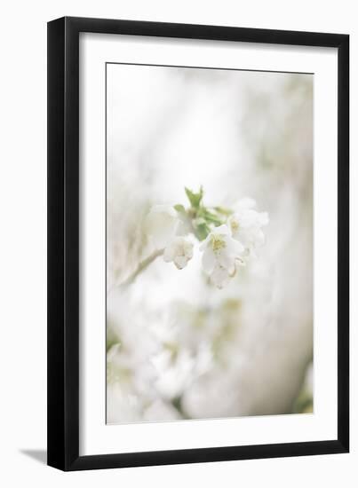 Blossoming ornamental cherry tree in the spring-Nadja Jacke-Framed Photographic Print