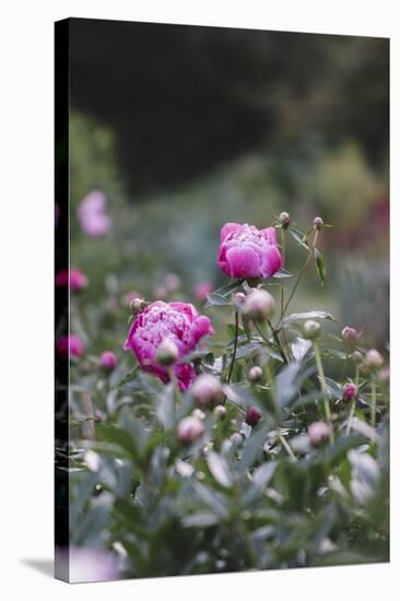 Blossoming peonies in the garden in June,-Nadja Jacke-Stretched Canvas