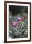 Blossoming peonies in the garden in June,-Nadja Jacke-Framed Photographic Print