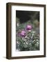 Blossoming peonies in the garden in June,-Nadja Jacke-Framed Photographic Print