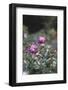 Blossoming peonies in the garden in June,-Nadja Jacke-Framed Photographic Print