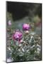 Blossoming peonies in the garden in June,-Nadja Jacke-Mounted Photographic Print