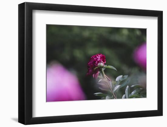 Blossoming peonies in the garden in June,-Nadja Jacke-Framed Photographic Print