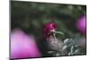 Blossoming peonies in the garden in June,-Nadja Jacke-Mounted Photographic Print