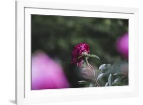 Blossoming peonies in the garden in June,-Nadja Jacke-Framed Photographic Print