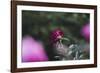 Blossoming peonies in the garden in June,-Nadja Jacke-Framed Photographic Print