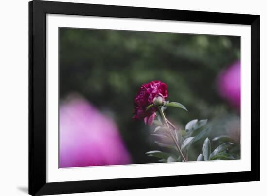 Blossoming peonies in the garden in June,-Nadja Jacke-Framed Photographic Print